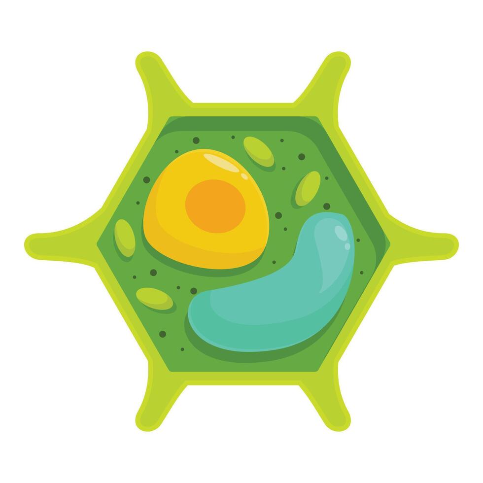 Cross section of a plant cell showing its internal organelles vector