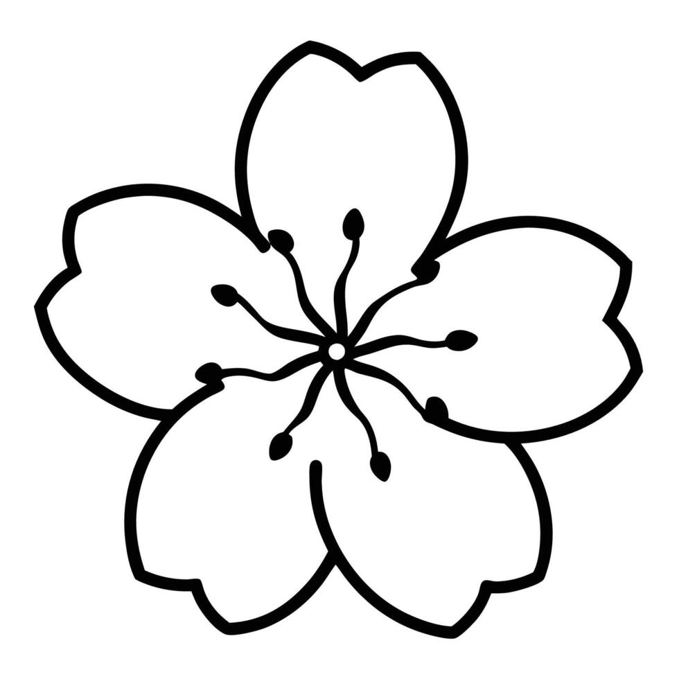 Cherry blossom showcasing multiple stamens and petal details vector