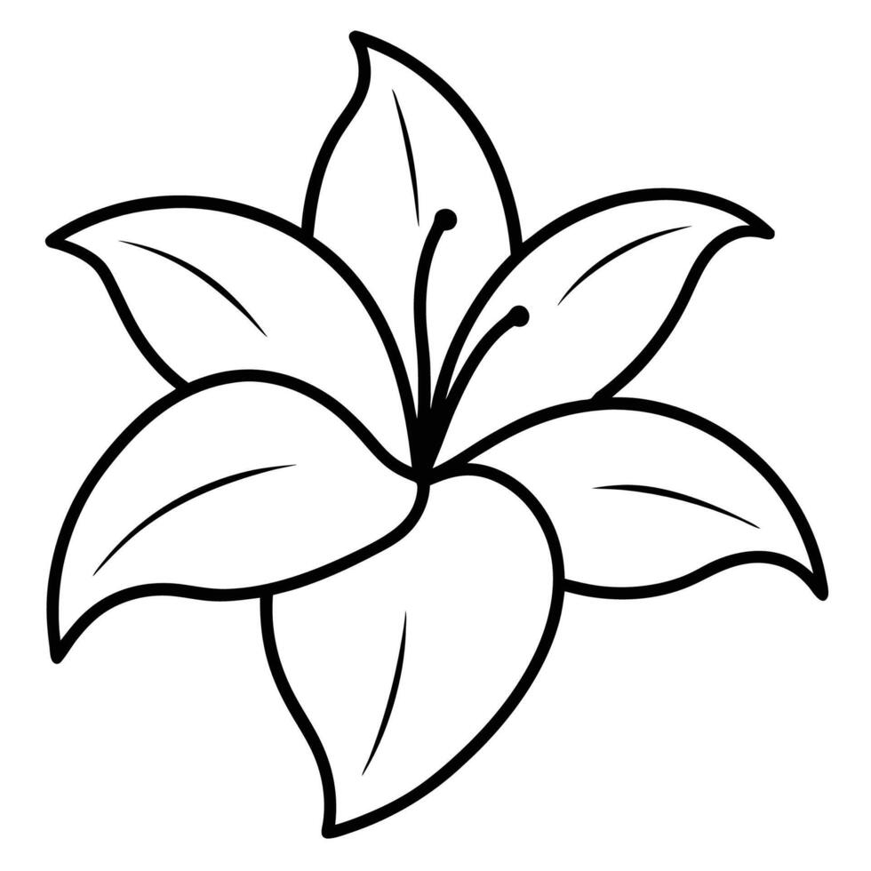 Lily flower with wide curling outward petals vector