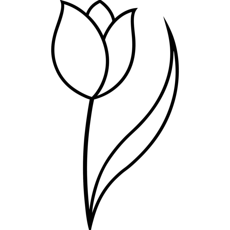 Tulip illustration with slightly curled delicate petals vector