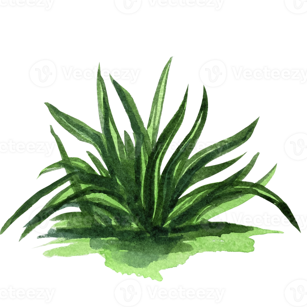 Watercolor grass green side view illustration. png