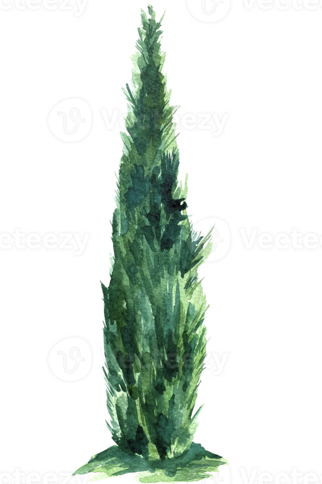 Watercolor thuja green tree side view. png