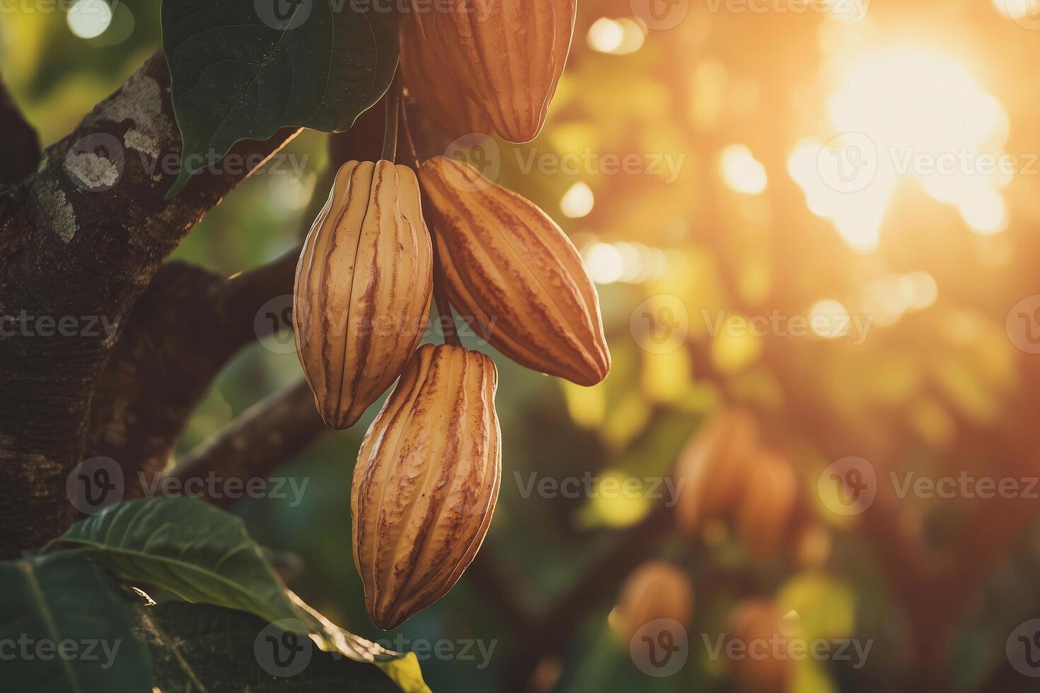 Close-up of ripe cacao pods hanging from a tree in bright sunlight, symbolizing the natural and sustainable production of cocoa in tropical regions. photo