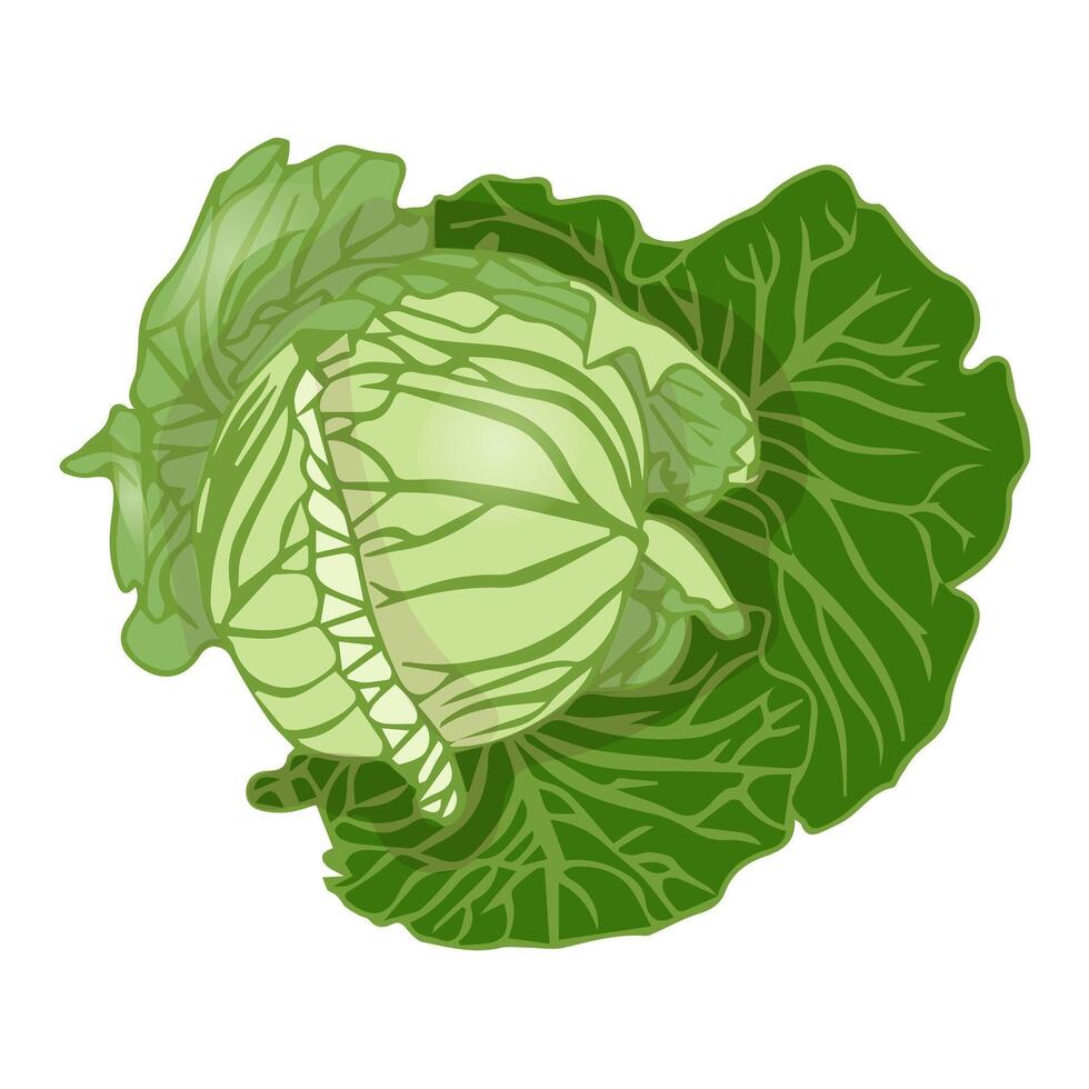 Head of white cabbage in foliage. Flat style. vector