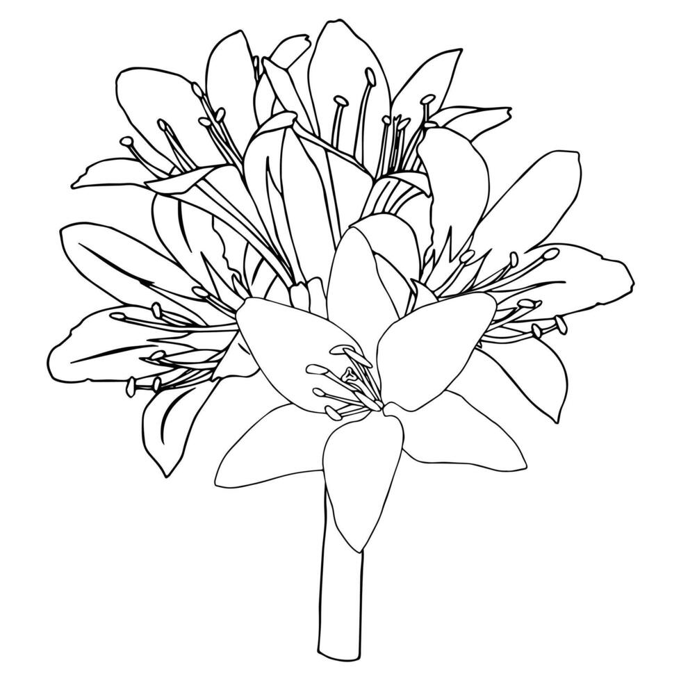 Lush small bouquet of lilies on a short stem, for your design. Doodle style. vector