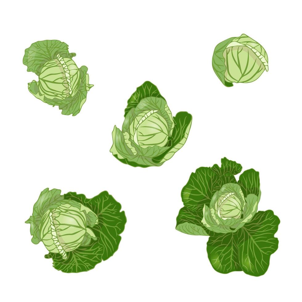 Set of white cabbage in leaves. Fresh vegetable. vector