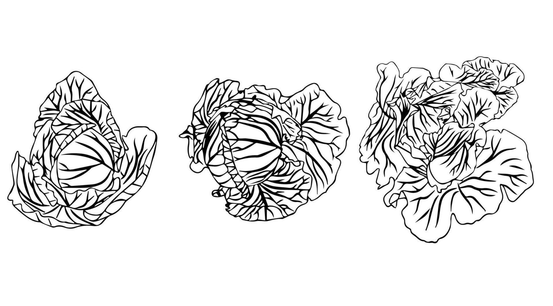 Small horizontal set of white cabbage heads in foliage. Doodle style. vector