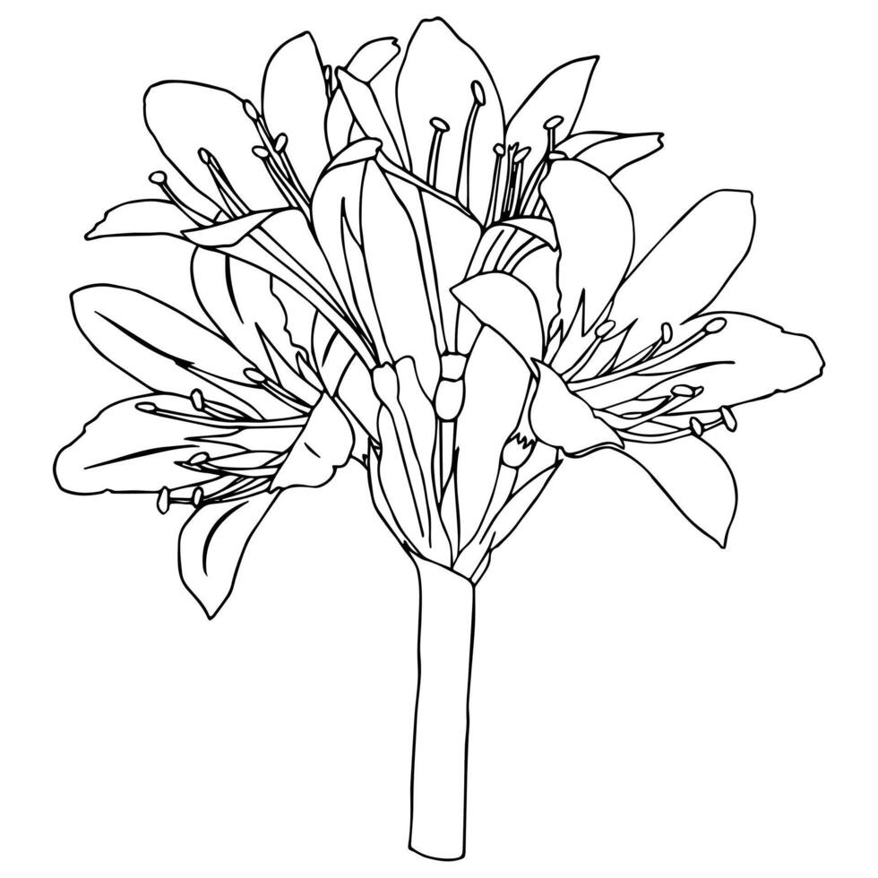 Small bouquet of lilies on a short stem, for your design. Doodle style. vector