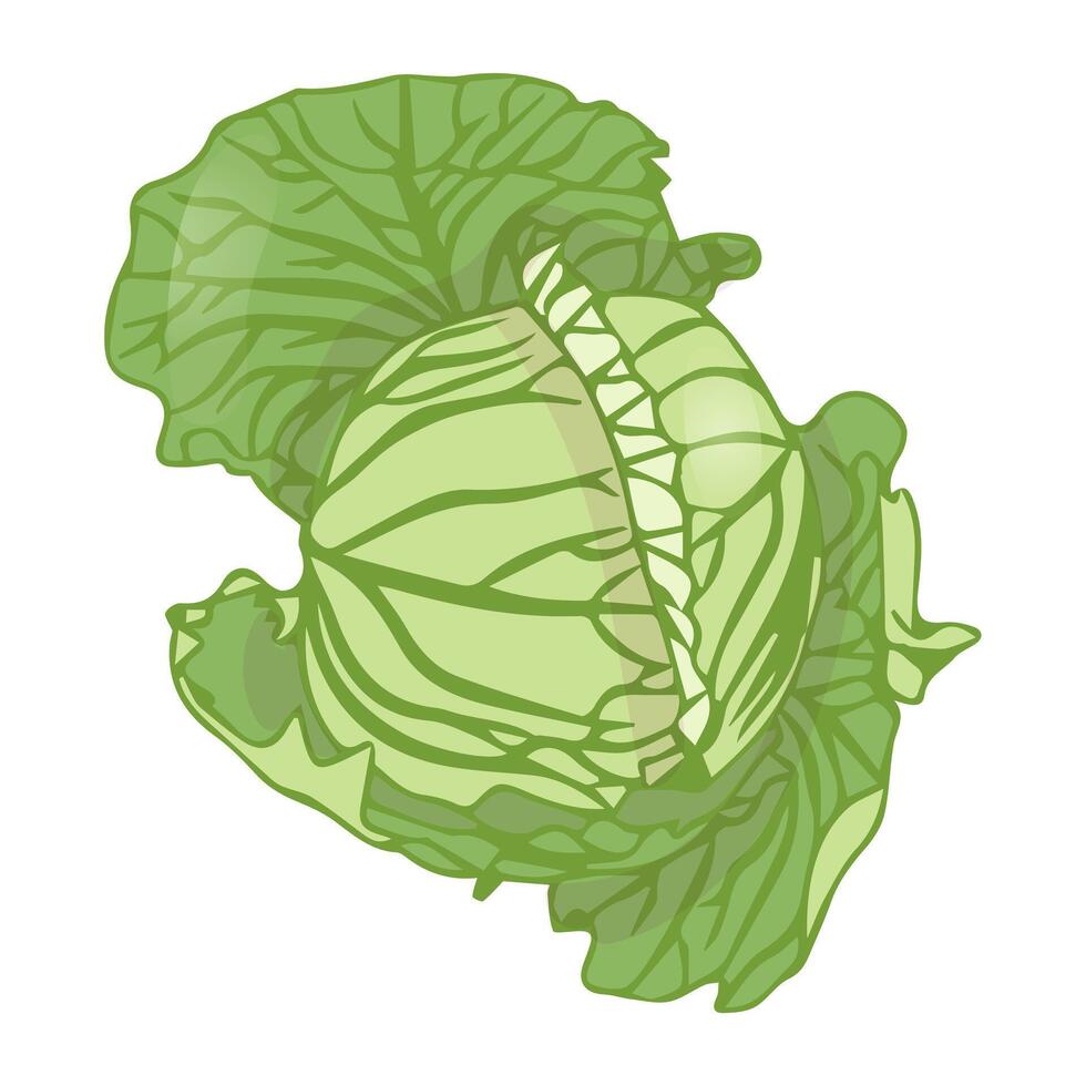 Head of white cabbage in leaves. Fresh vegetable. Flat lay. vector