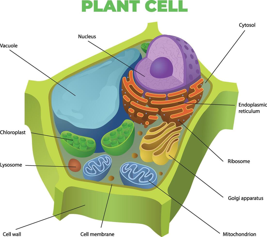 illustration of plant cell diagram vector