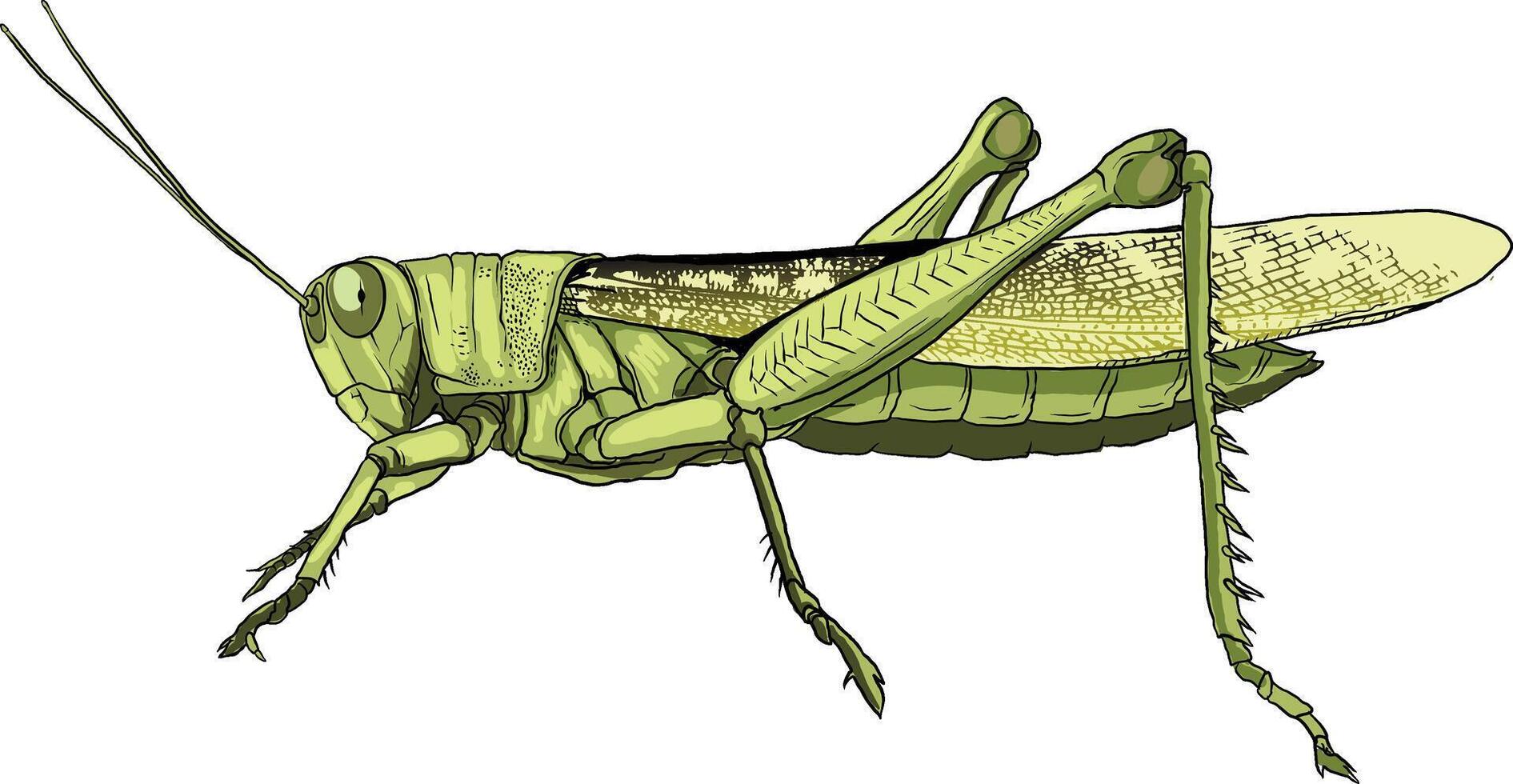 detailed illustration of Grasshopper anatomy vector