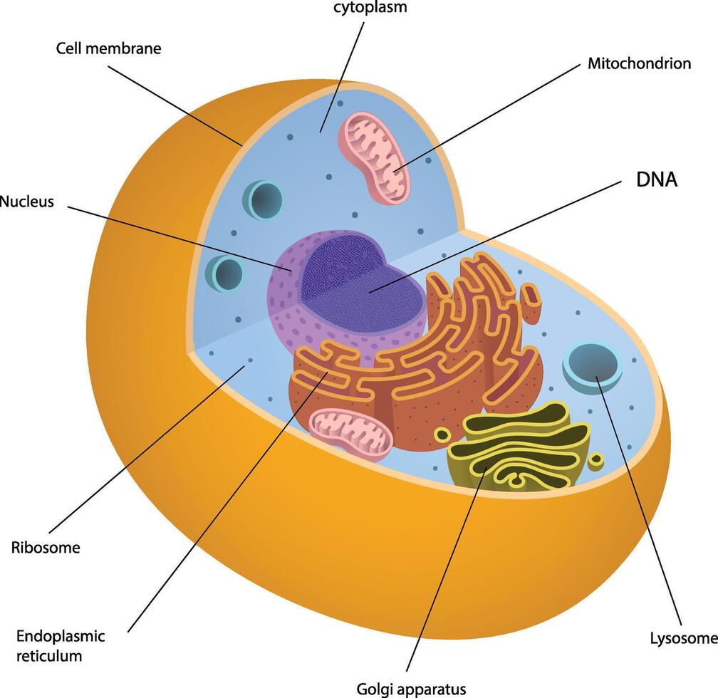 illustration of animal cell diagram vector