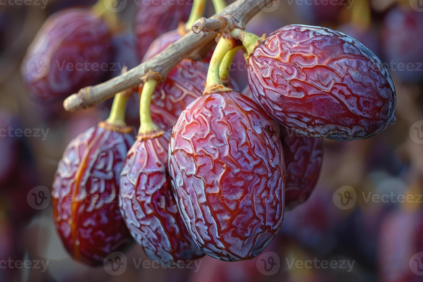A bunch of ripe dates hanging from a tree photo