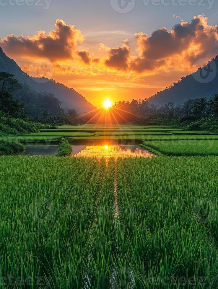 A serene sunset over lush rice fields, reflecting nature's beauty and tranquility. photo