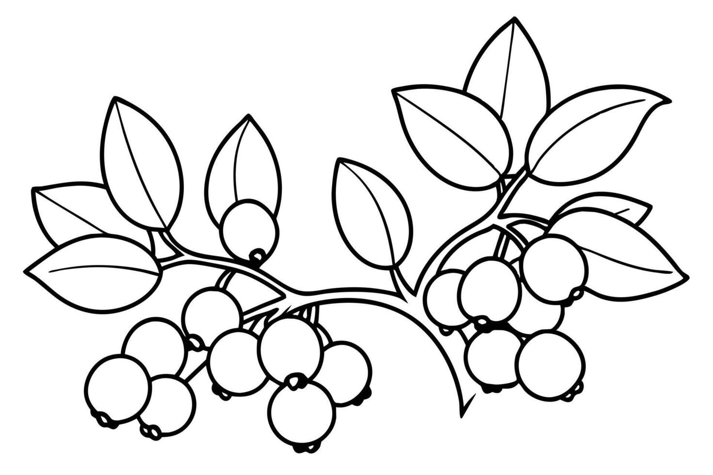 illustration of a blueberry branch with leaves. vector