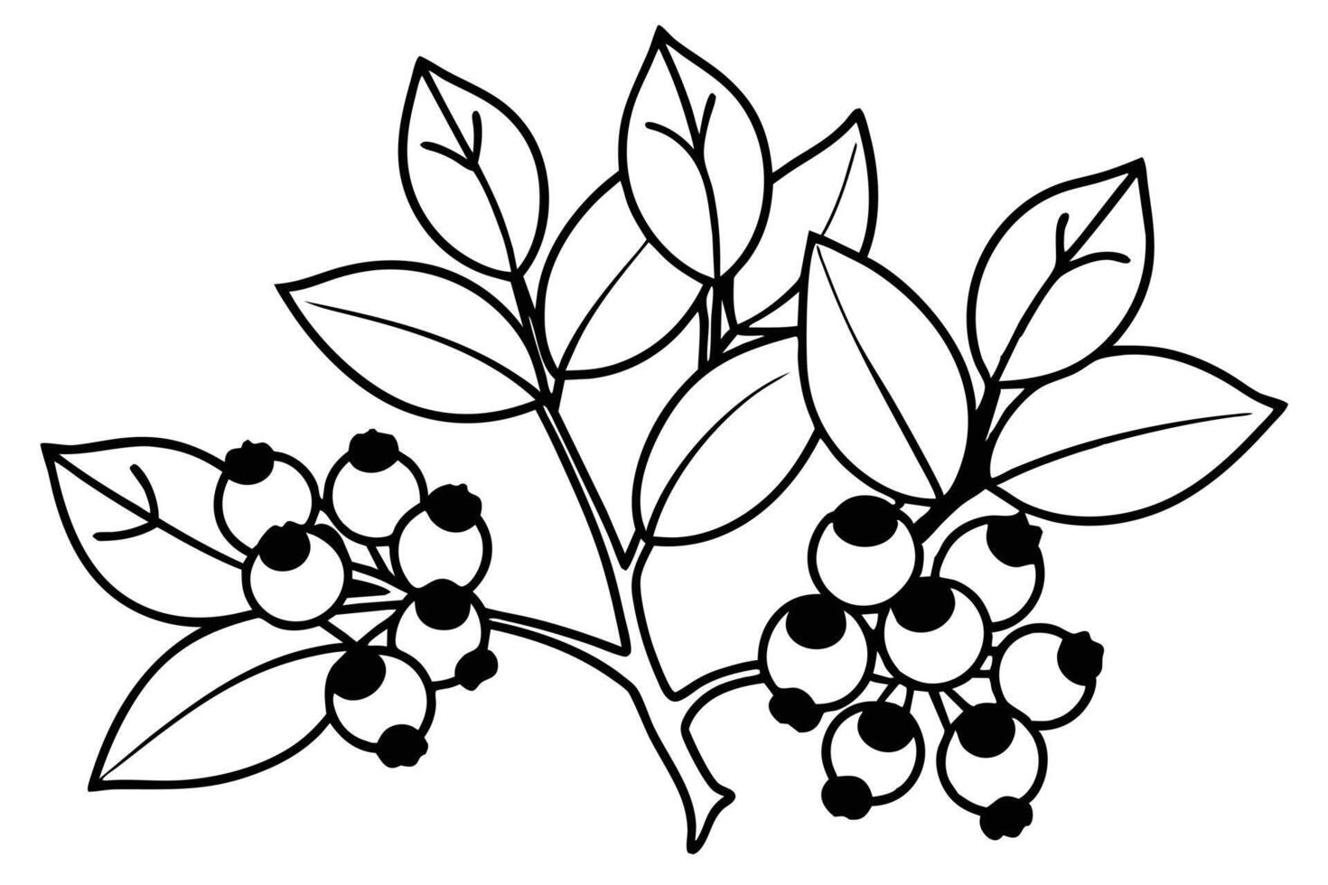 Black and white illustration of a blueberry branch with leaves. vector