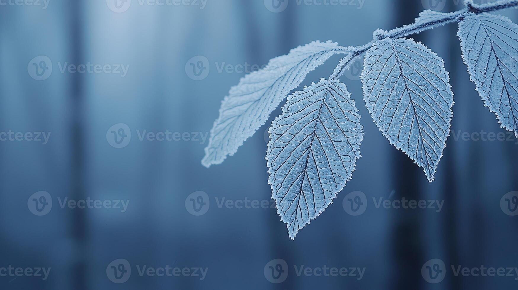 Frozen Leaves on Branch Winter Frost Nature Scene Cold Weather Blue Hues Closeup photo