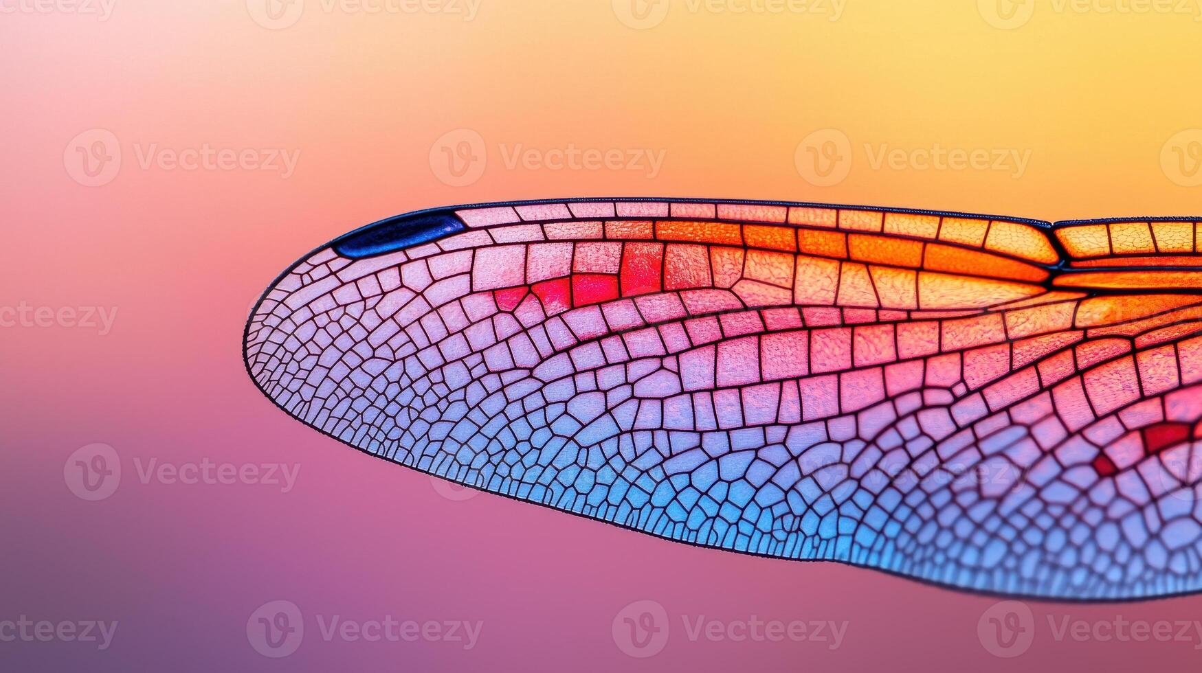 Close up of Vibrant Dragonfly Wing Intricate Vein Detail Colorful Insect Wing Texture Nature Macro photo
