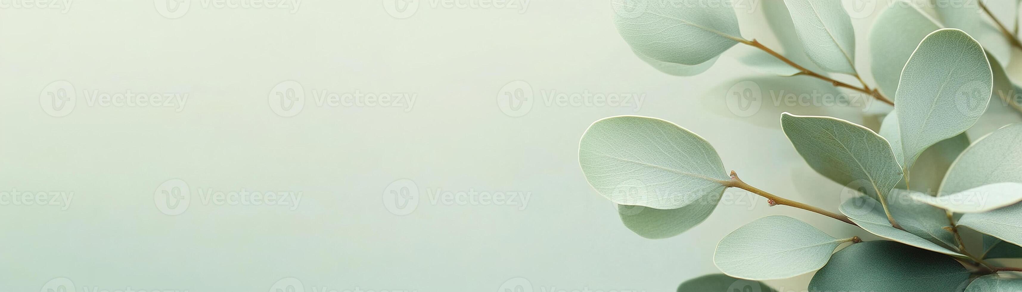A calming gradient background smoothly transitions from soft sage green to a creamy neutral tone, providing an elegant backdrop perfect for text and design elements photo