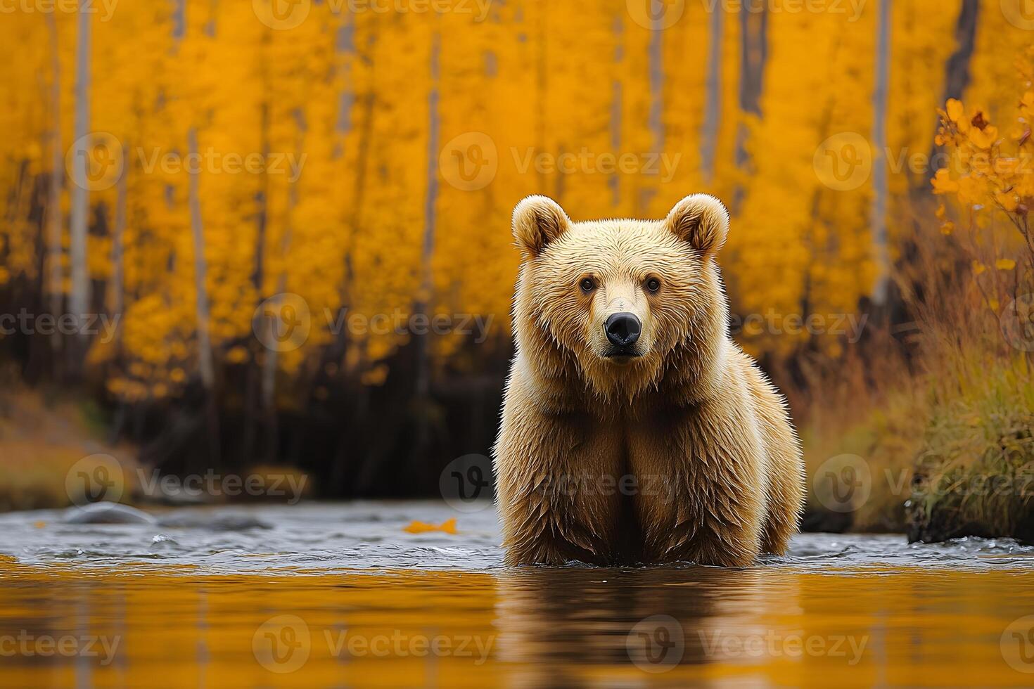 Autumn Wildlife Scene with Majestic Brown Bear in Vibrant Forest Stream photo