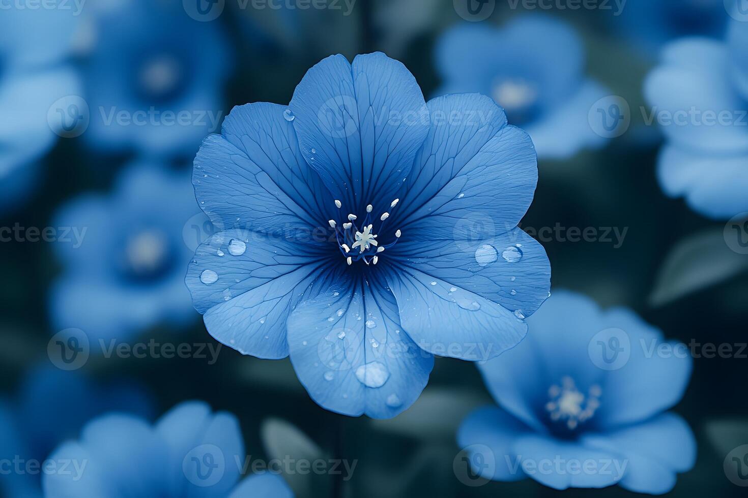 Close-Up of Vibrant Blue Flowers with Dewdrops for Nature Photography photo