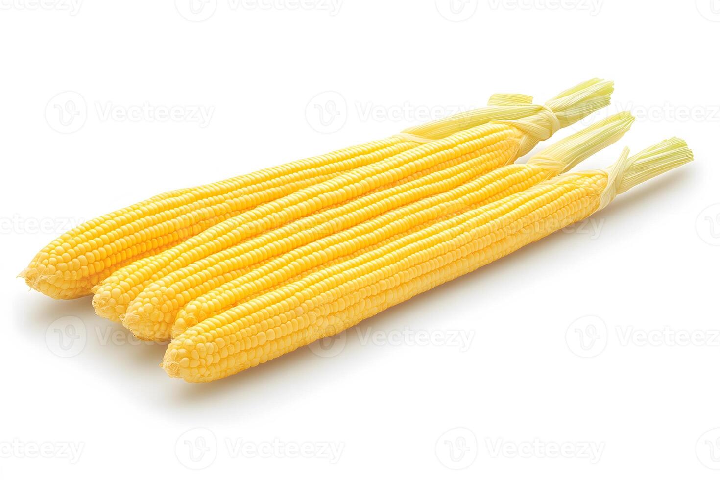 Fresh Sweet Corn on the Cob Isolated on White Background for Culinary and Agricultural Use photo