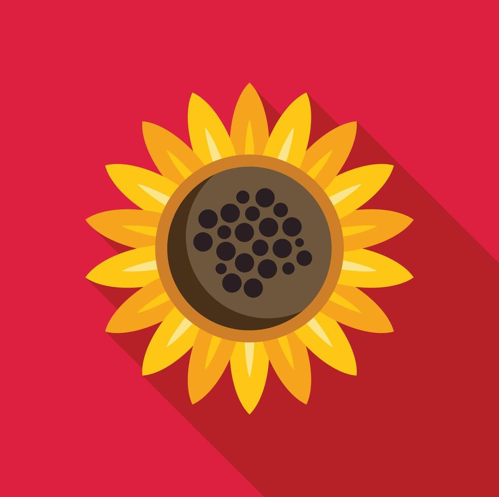 Sunflower blooming with yellow petals and brown center on red background vector