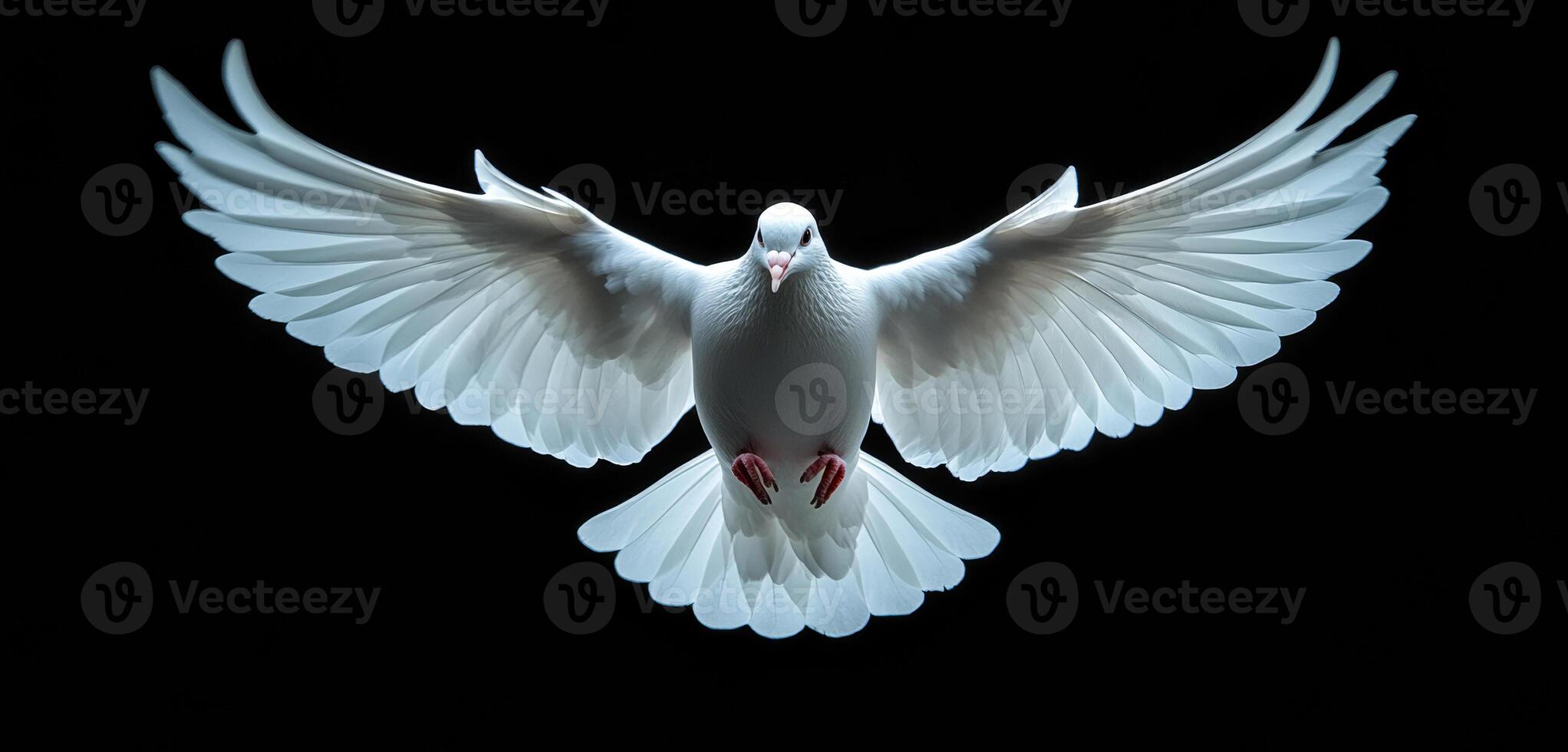 A white dove is flying in the air. photo