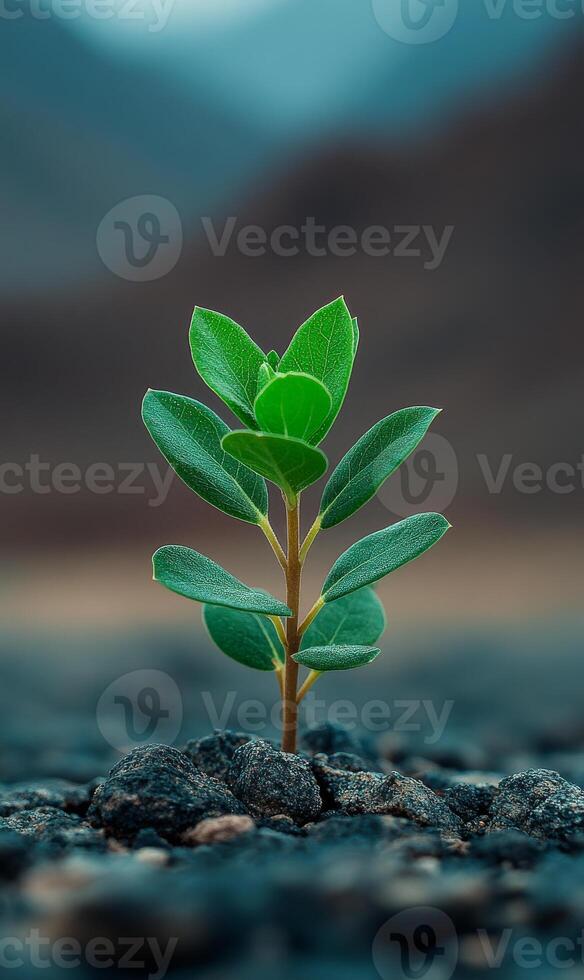 A small green plant is growing in the dirt. The plant is surrounded by rocks and the sky is in the background. Concept of growth and resilience, as the plant is able to thrive in a harsh environment photo