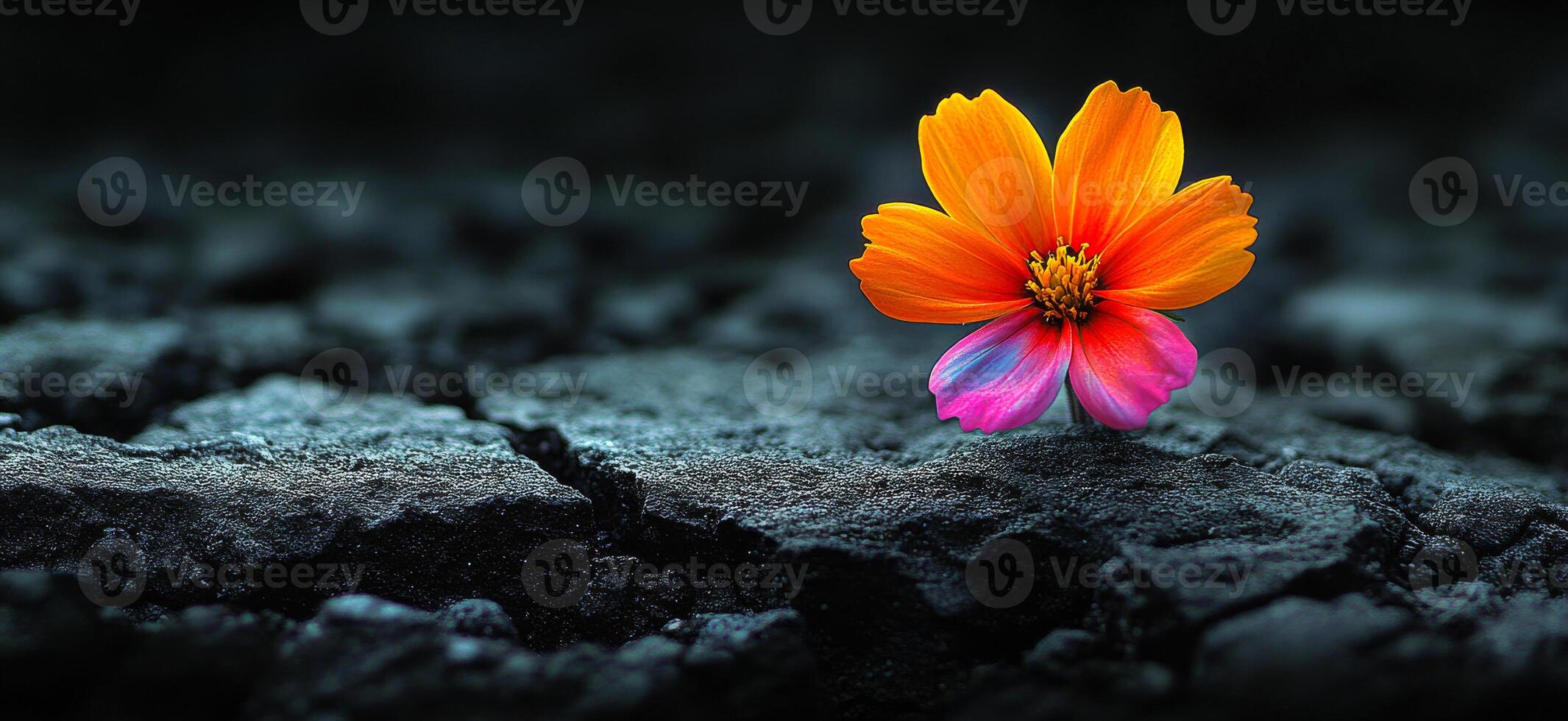 A single orange flower is on a rocky surface. The flower is the only thing in the image, and it is the main focus. The image has a simple and minimalistic feel photo