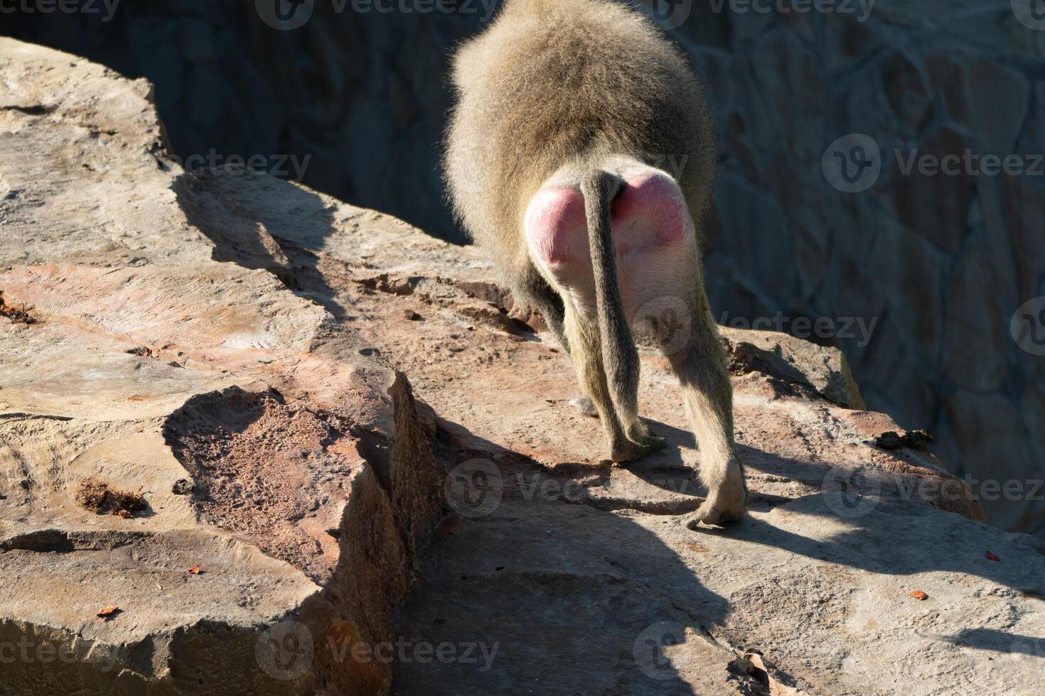 Baboon Tail Rocks Zoo - A baboon with a pink bottom walks on a rock in a zoo. photo