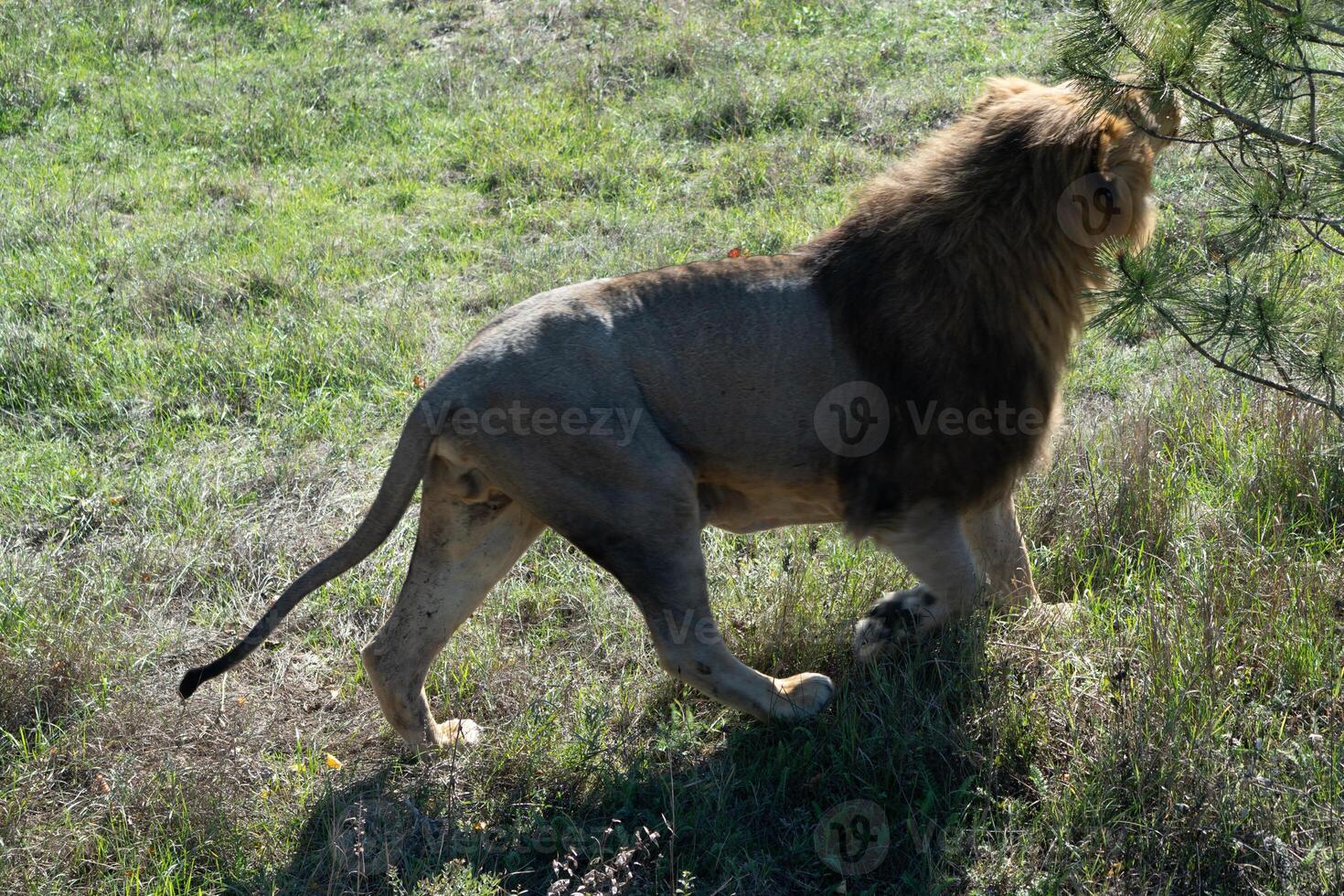 Lion Walking Grassland Safari - A lone lion walks through tall green grass in a sunny African safari. photo