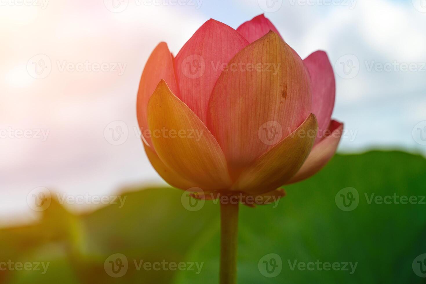 A pink lotus flower sways in the wind. Against the background of their green leaves. Lotus field on the lake in natural environment. photo