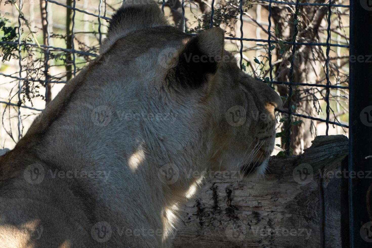 Lion, Enclosure, Zoo - A close-up of a lion in an enclosure at a zoo. photo