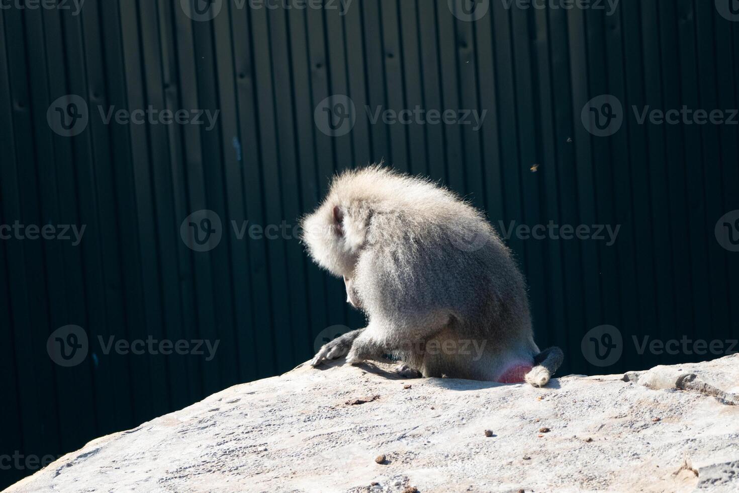 Monkey Sitting Rock Zoo Enclosure photo