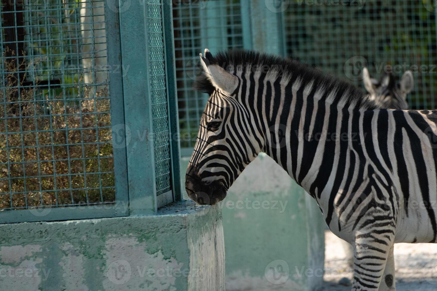 Zebra Zoo Enclosure Animal - A zebra stands by the fence of its enclosure at a zoo. photo