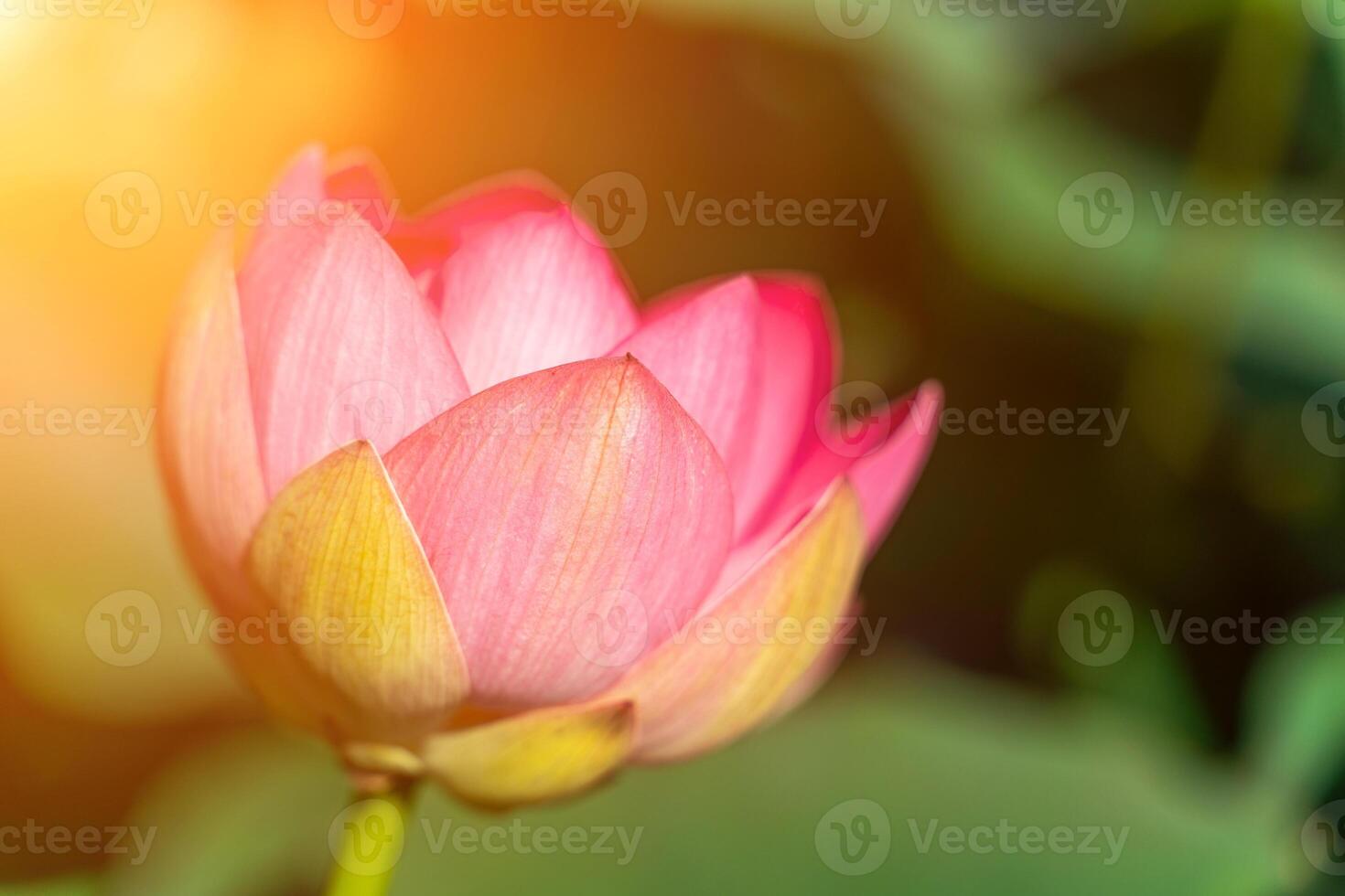A pink lotus flower sways in the wind. Against the background of their green leaves. Lotus field on the lake in natural environment. photo