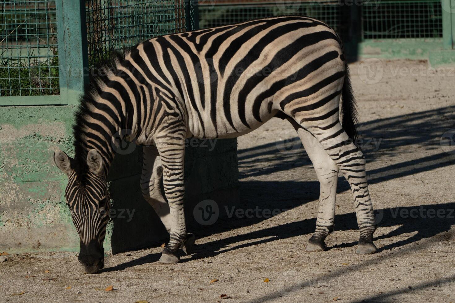 Zebra Zoo Enclosure Grazing. Plains Zebra peacefully grazing in a zoo enclosure, daytime, showcasing its stripes. photo