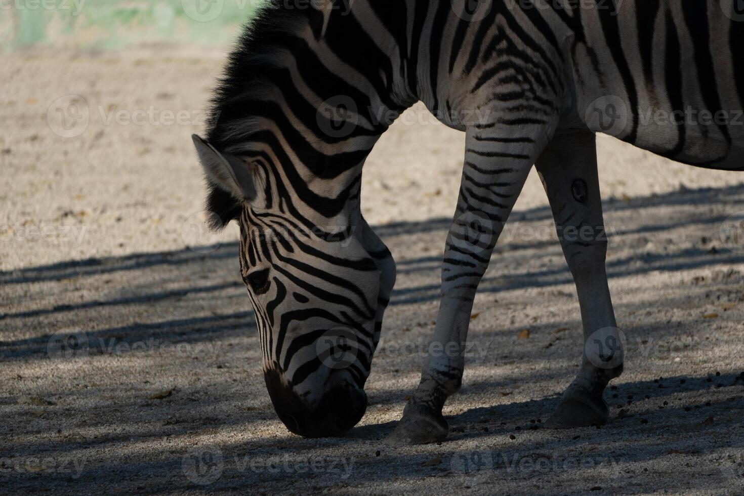 Zebra, Grazing, Enclosure - A zebra grazes in a sandy enclosure, showcasing its distinctive black and white stripes. photo
