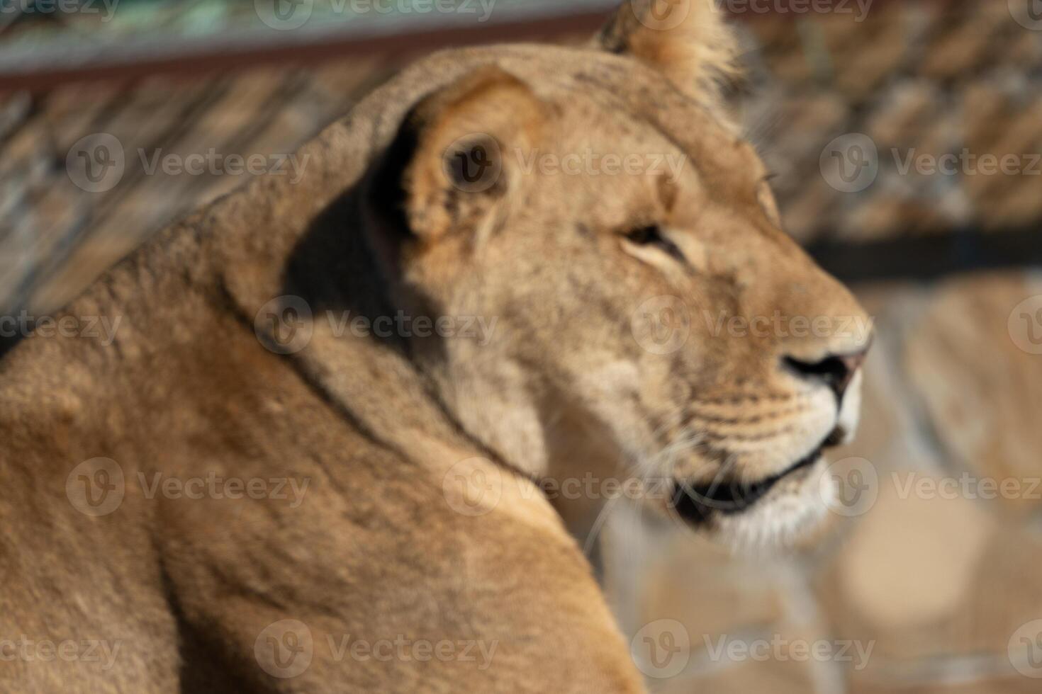 Lioness Zoo Enclosure Resting photo