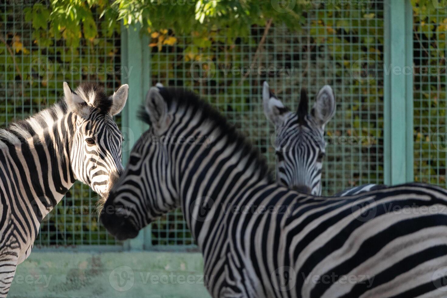 Zebras Enclosure Zoo Animals. Three zebras stand in a zoo enclosure, likely for conservation and public display. Summer daytime scene. photo