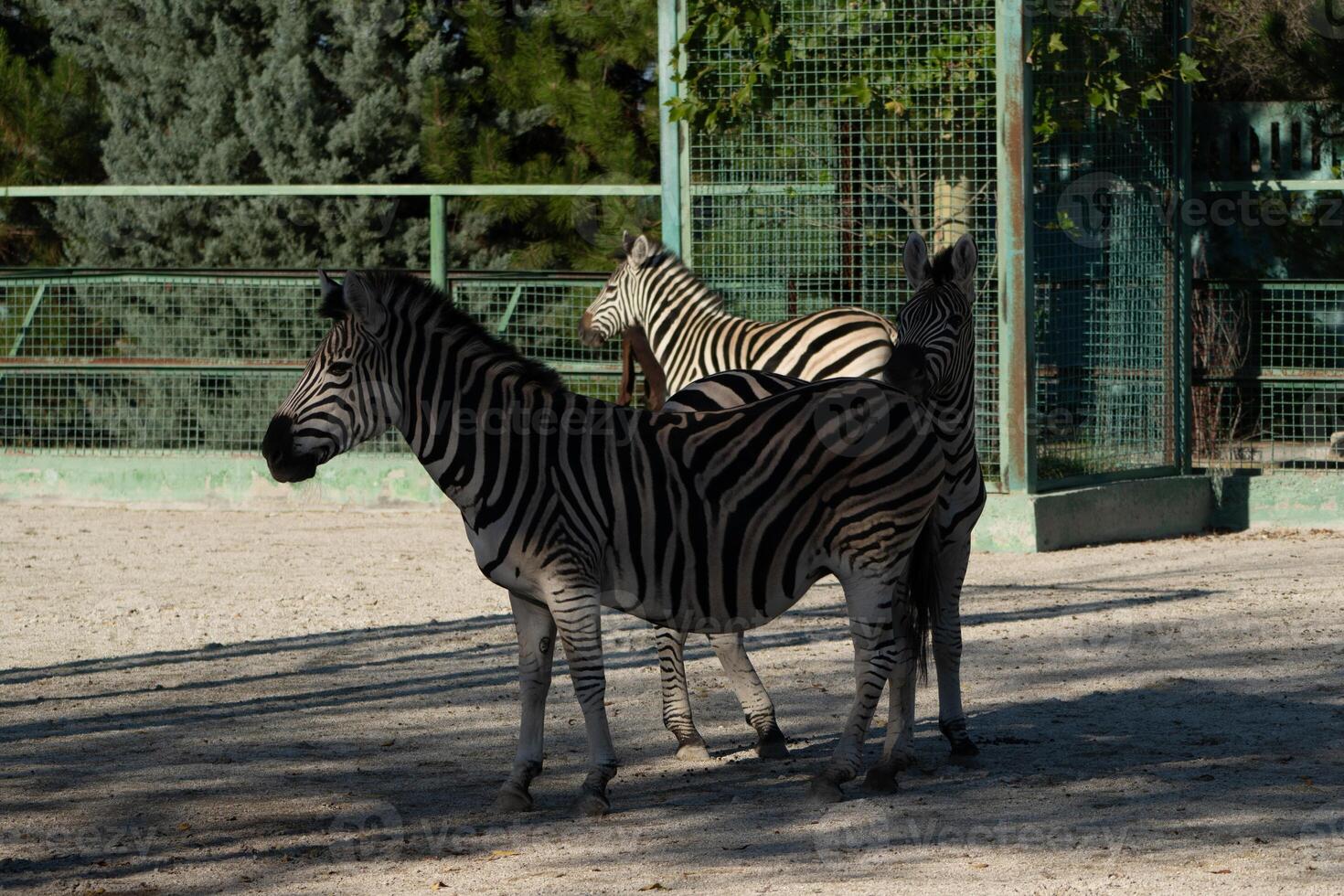 Zebras Zoo Enclosure Walking - A group of zebras walk in their enclosure at a zoo. photo