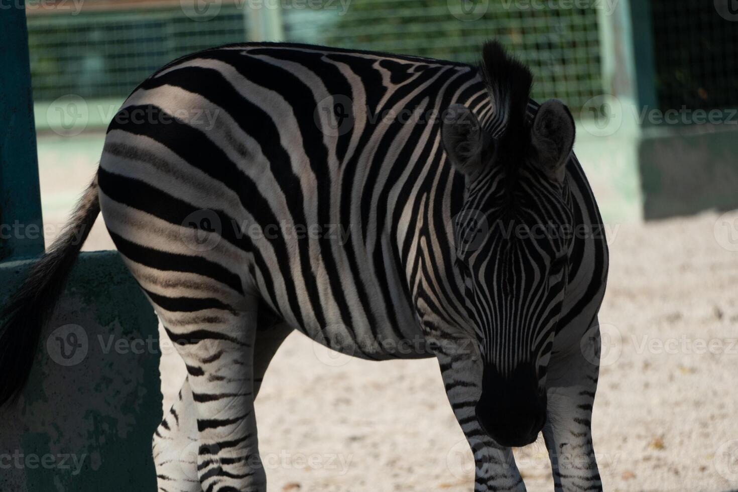 Zebra Zoo Enclosure Summer Daytime. Captive plains zebra observed in zoo enclosure during summer. Animal daytime behavior. photo