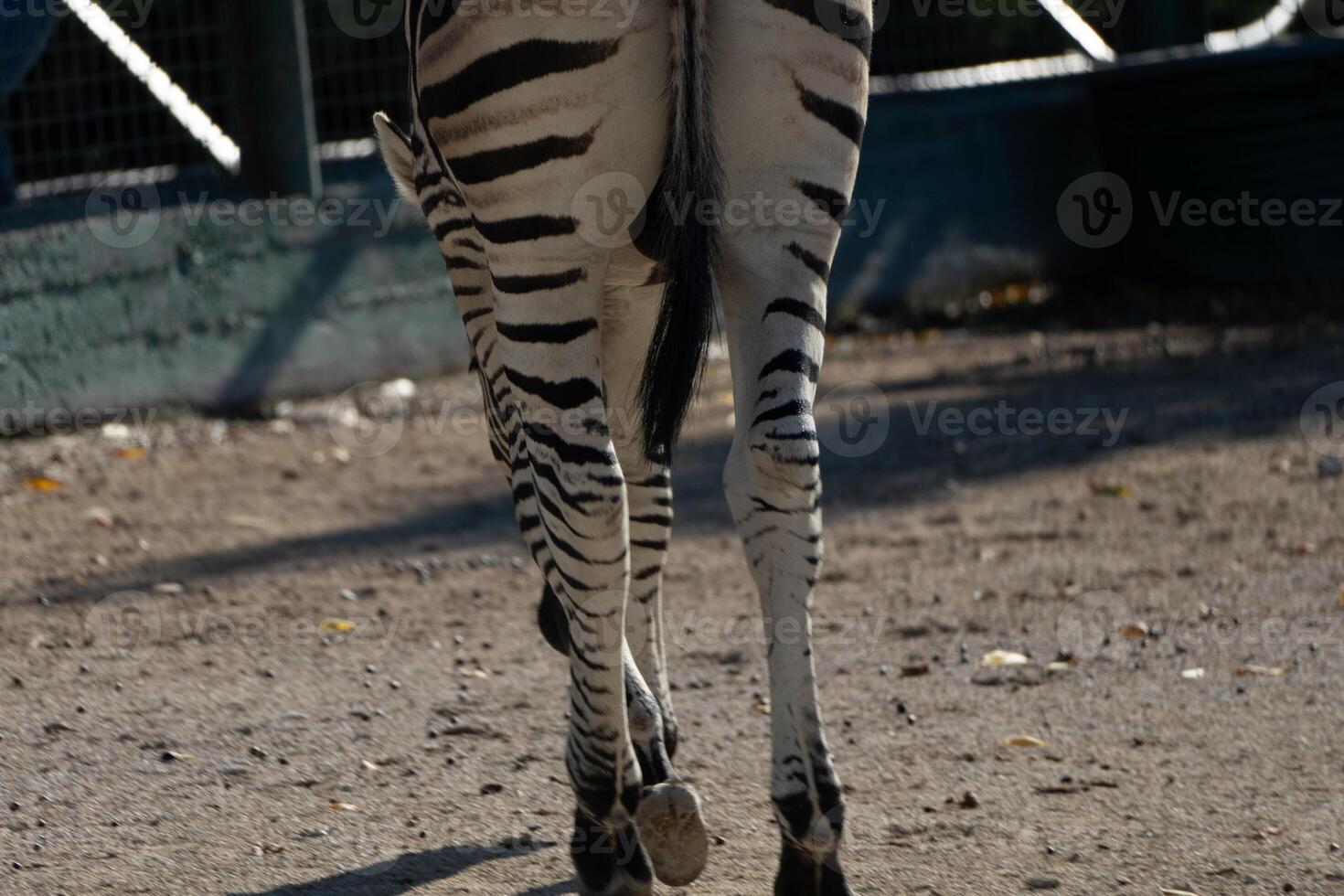 Zebra Zoo Enclosure Walking. Rear view of a zebra walking away in a zoo enclosure, daytime, likely for animal care and display. photo