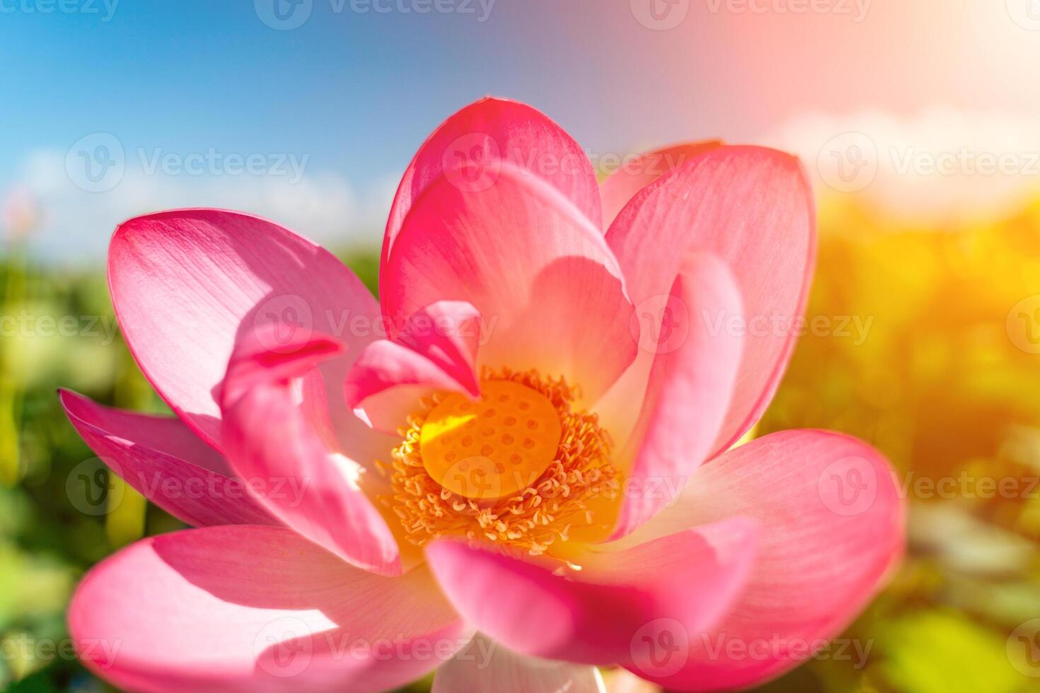 A pink lotus flower sways in the wind, Nelumbo nucifera. Against the background of their green leaves. Lotus field on the lake in natural environment. photo