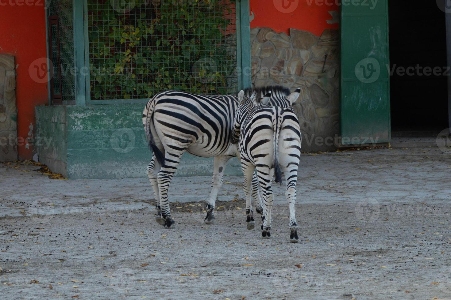 Zebras Zoo Enclosure Caucasus Mountains. Two zebras stand near building entrance, likely daytime, within zoo habitat. photo
