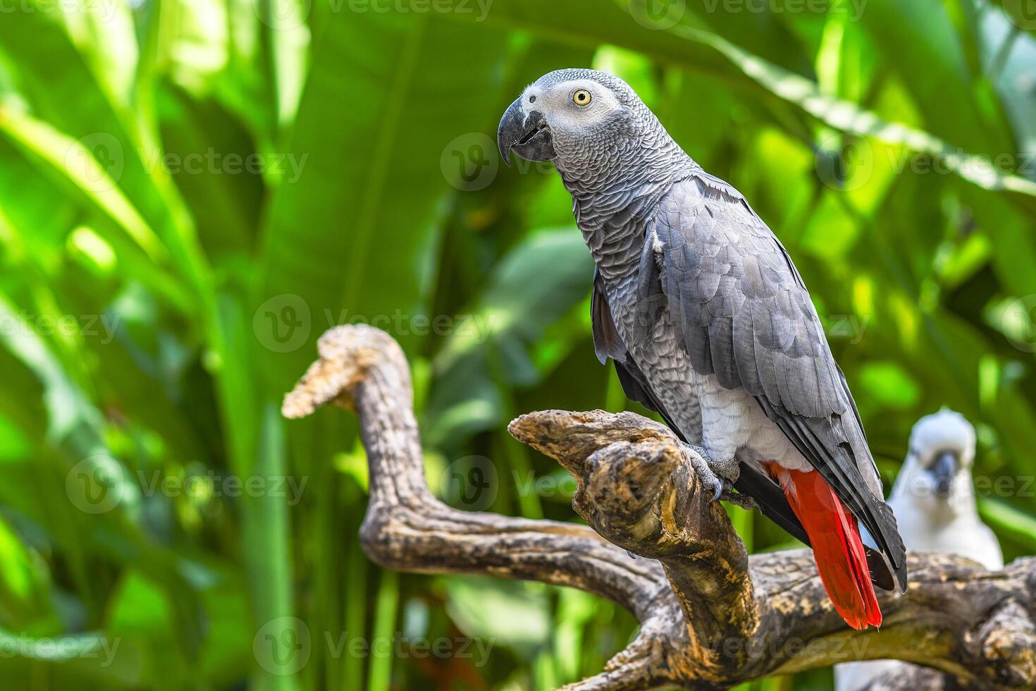 The Grey Parrot photo