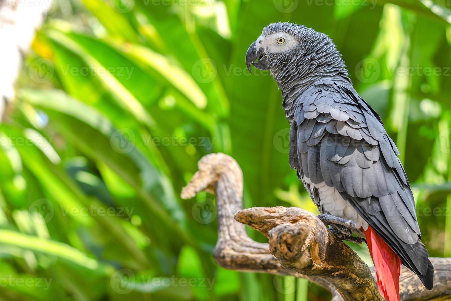 A flufy Grey Parrot photo