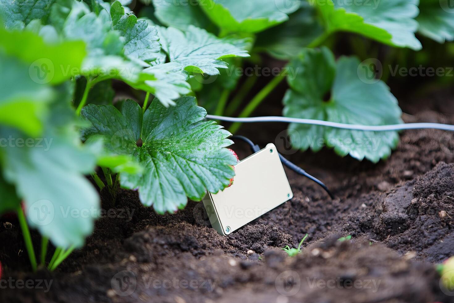 Smart farming technology in action with soil sensor in vegetable garden photo