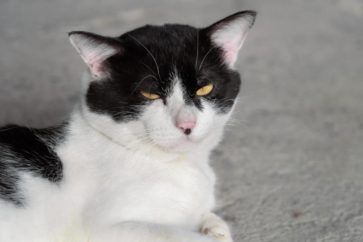 Close up of a black and white cat with intense yellow eyes photo